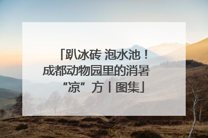 趴冰砖 泡水池！成都动物园里的消暑“凉”方丨图集